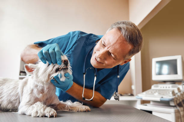 Best Emergency Tooth Extraction in Wolf Point, MT